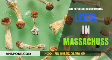 Are Psychedelic Mushrooms Legal in Massachusetts? Current Laws Explained