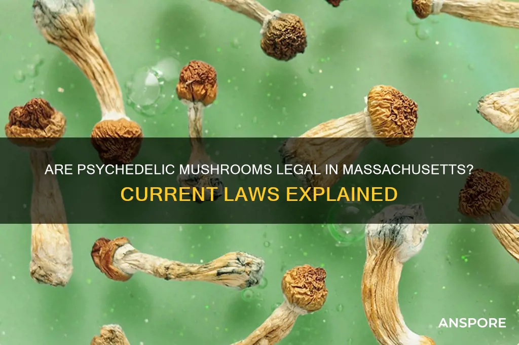 are psychedleic mushrooms legal in massachussetts