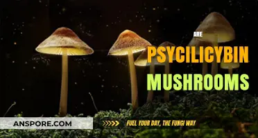 Psychedelic Mushrooms: A Journey to the Mind