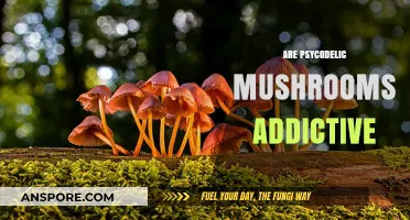 Psychedelic Mushrooms: Addiction or Not?