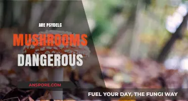 Psychedelic Mushrooms: Exploring Their Dangers