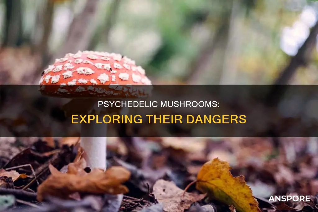 are psydelc mushrooms dangerous