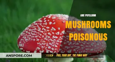 Are Psyllium Mushrooms Poisonous? Uncovering the Truth and Risks