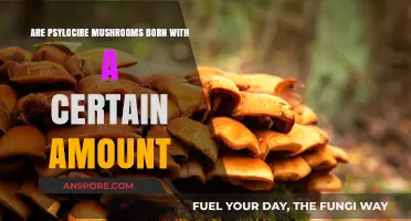 How Much Psilocybin Do Magic Mushrooms Produce?