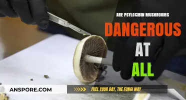 Psychedelic Mushrooms: Safe or Dangerous?