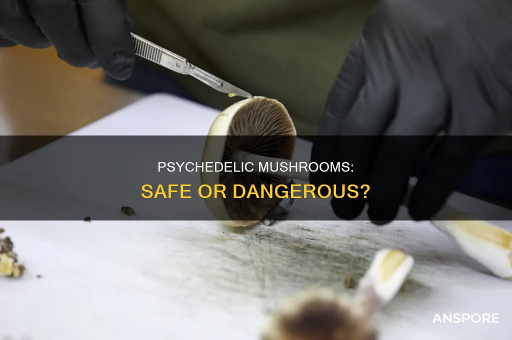 are psylocibin mushrooms dangerous at all