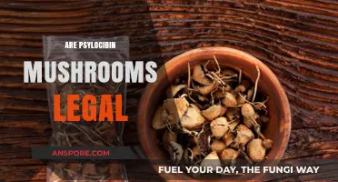 Are Psilocybin Mushrooms Legal? Exploring Global Laws and Trends