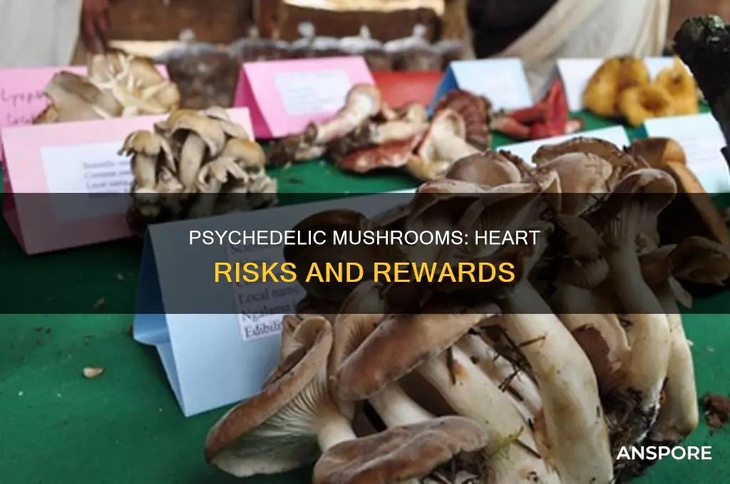 are psylocybin mushrooms a heart risk