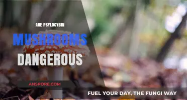Psychedelic Mushrooms: Are They Safe or Not?