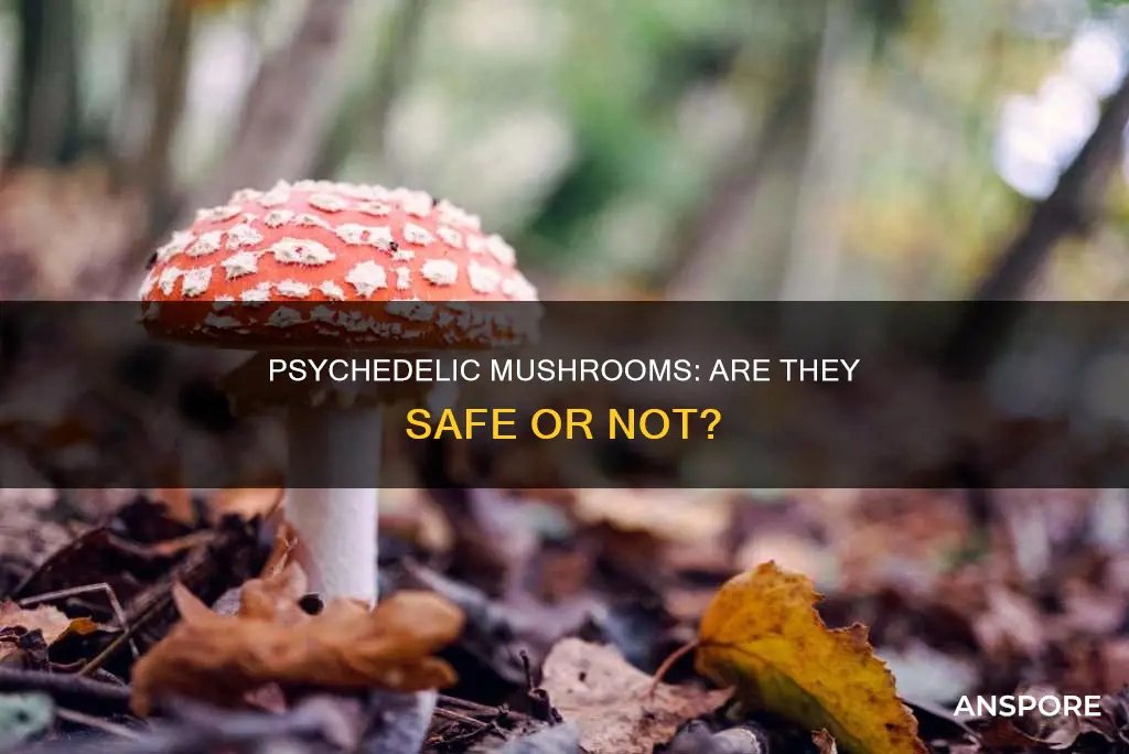are psylocybin mushrooms dangerous