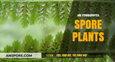 Exploring Pteridophytes: Understanding Their Spore-Based Reproduction and Classification