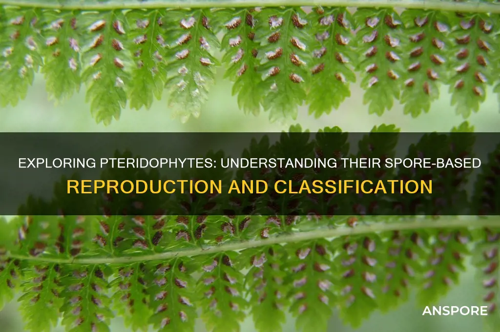 are pteridophytes spore plants