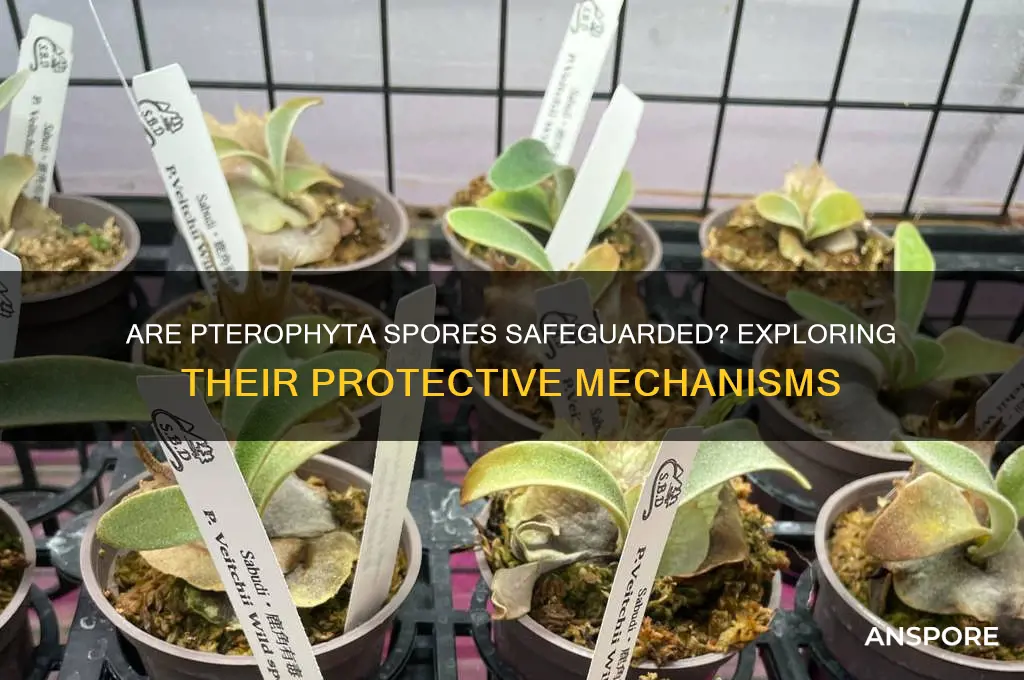 are pterophyta spores protected