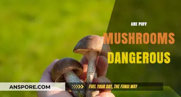 Mushroom Alert: Are Puffballs Poisonous?