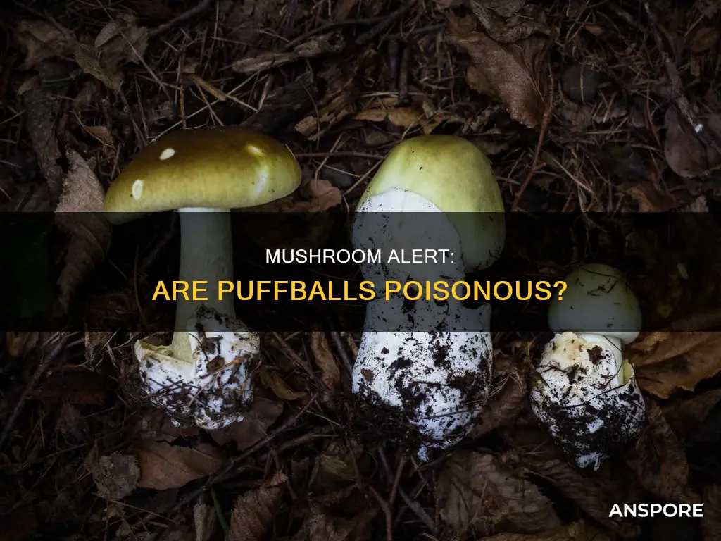 are puff mushrooms dangerous