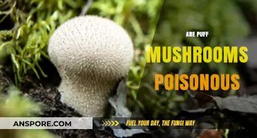 Are Puff Mushrooms Poisonous? A Guide to Identifying and Safety