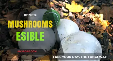 Edible Puffball Mushrooms: Are They Safe to Eat?