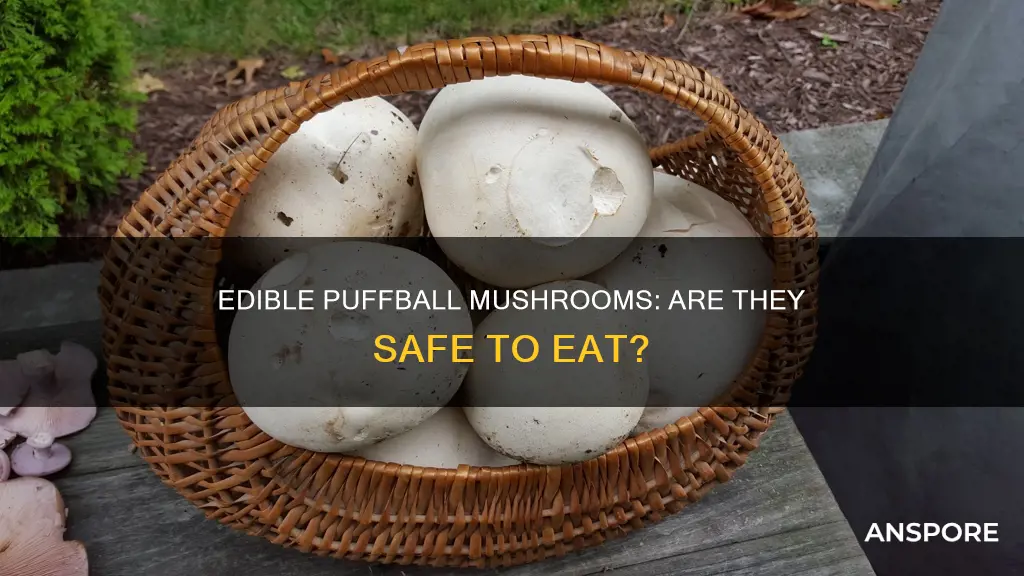 are puffba mushrooms esible