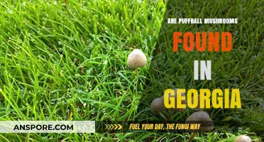Puffball Mushrooms in Georgia: Where to Find Them