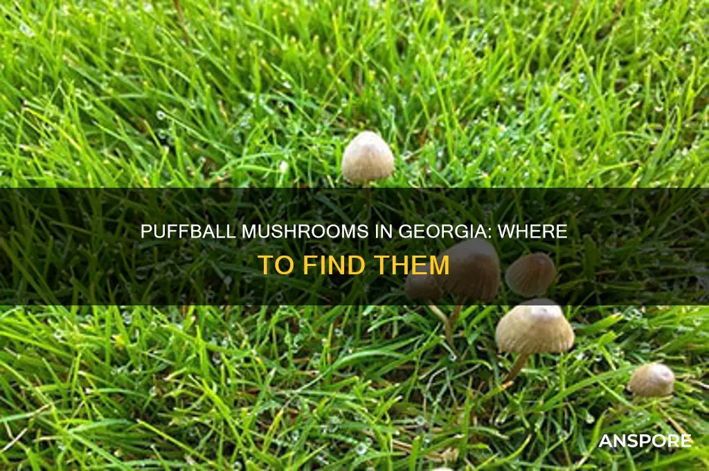 are puffball mushrooms found in georgia