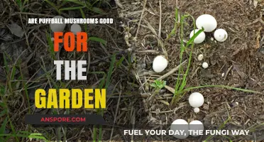 Puffball Mushrooms: Garden Allies or Unwanted Visitors?