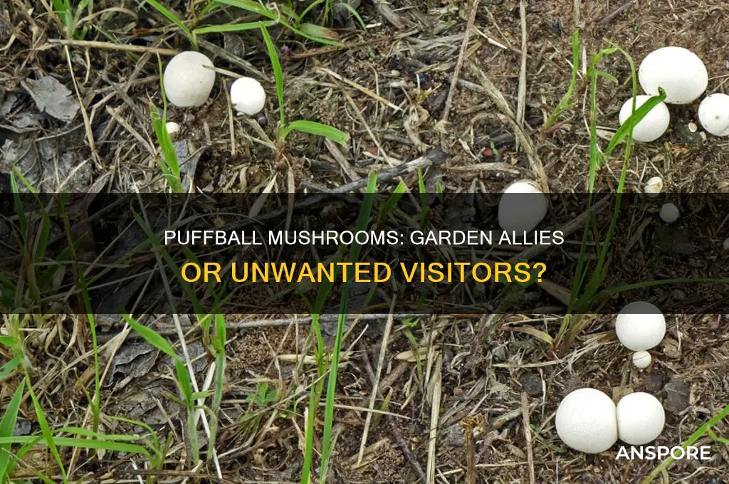 are puffball mushrooms good for the garden