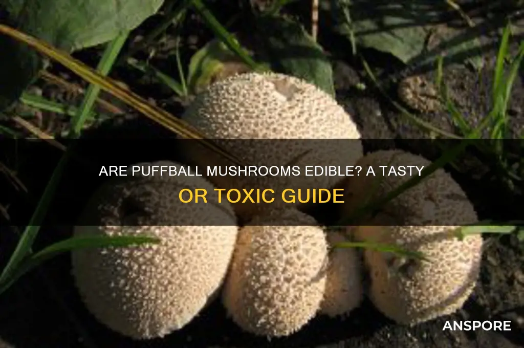 are puffball mushrooms good to eat