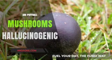 Puffball Mushrooms: Hallucinogenic or Harmless?