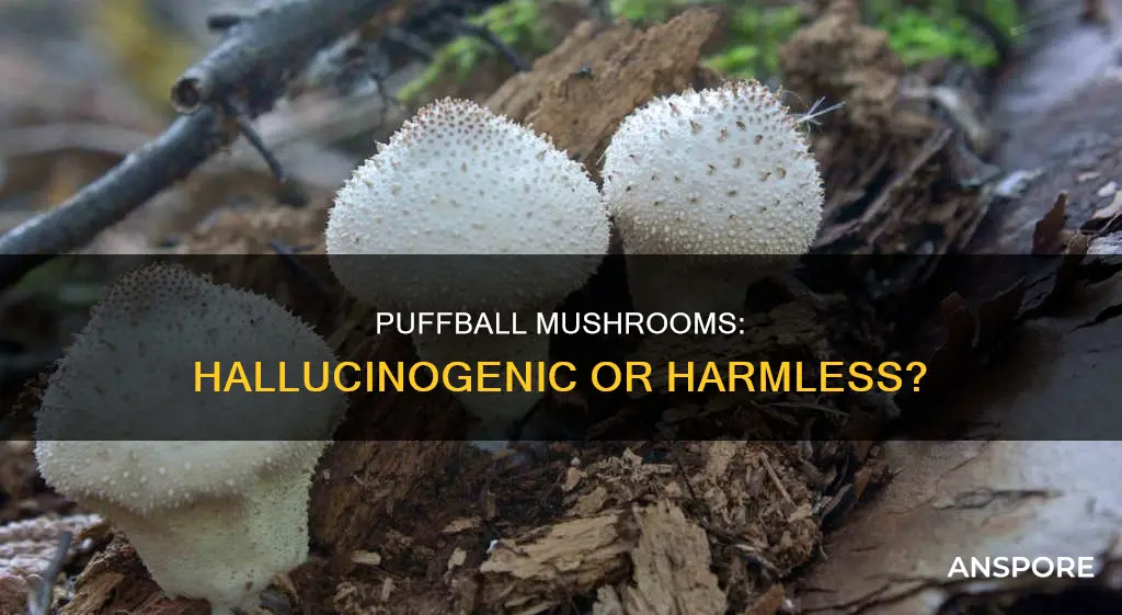 are puffball mushrooms hallucinogenic