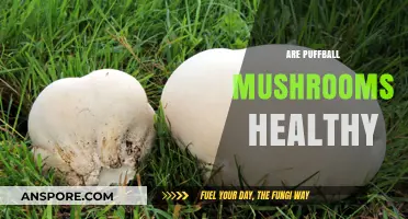 Puffball Mushrooms: Healthy Superfood or Poisonous Fungi?