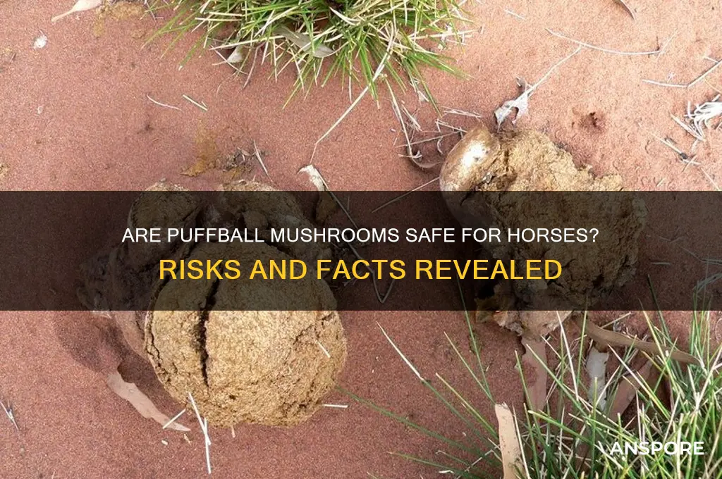 are puffball mushrooms poisonous to horses
