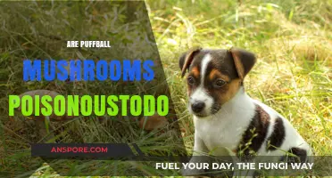 Are Puffball Mushrooms Poisonous to Dogs?