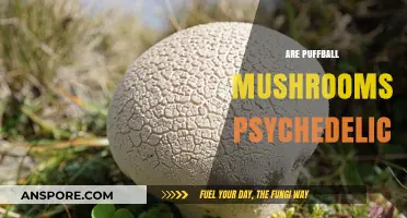 Psychedelic Puffballs: A Trippy Treat or Toxic?
