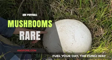Puffball Mushrooms: Are They Really That Rare?