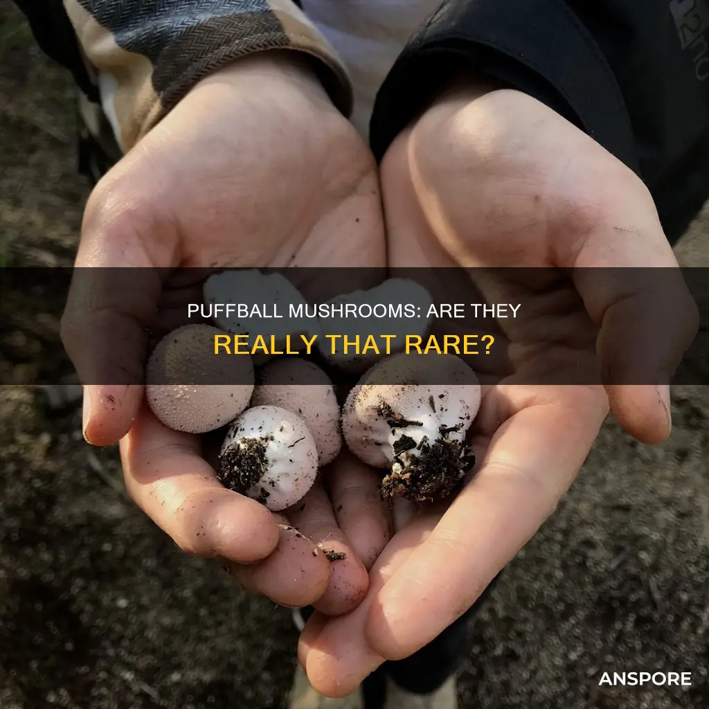 are puffball mushrooms rare