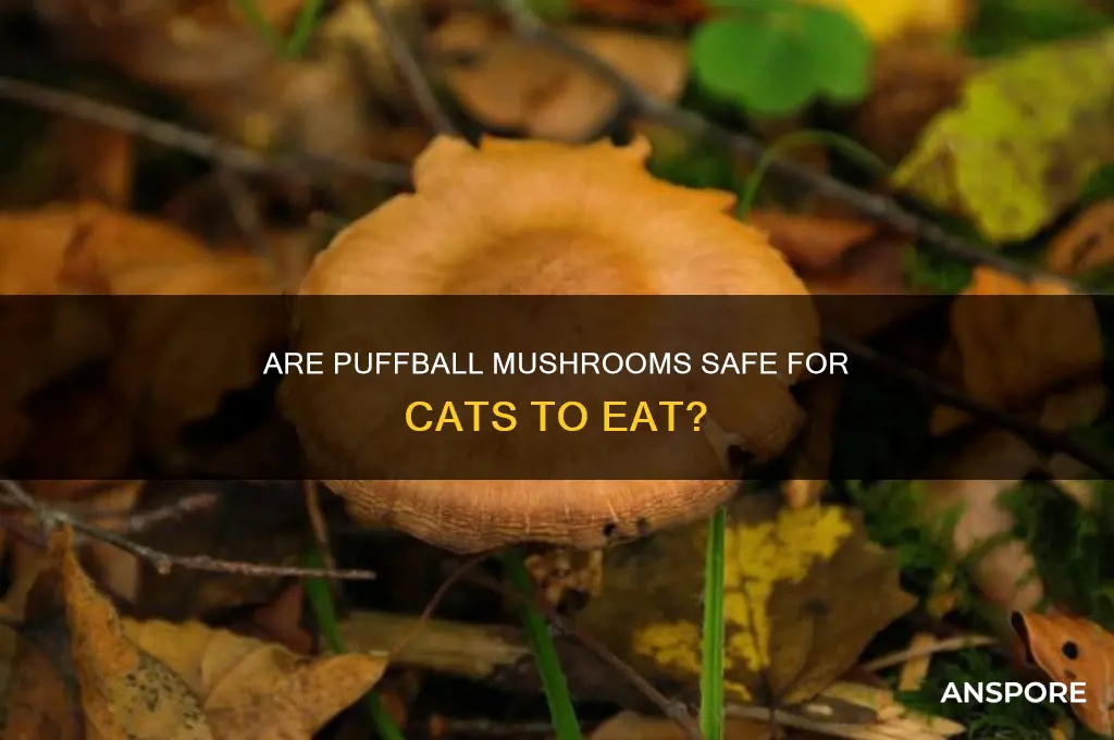 are puffball mushrooms toxic to cats