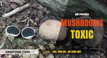 Puffball Mushrooms: Are They Toxic or Edible?