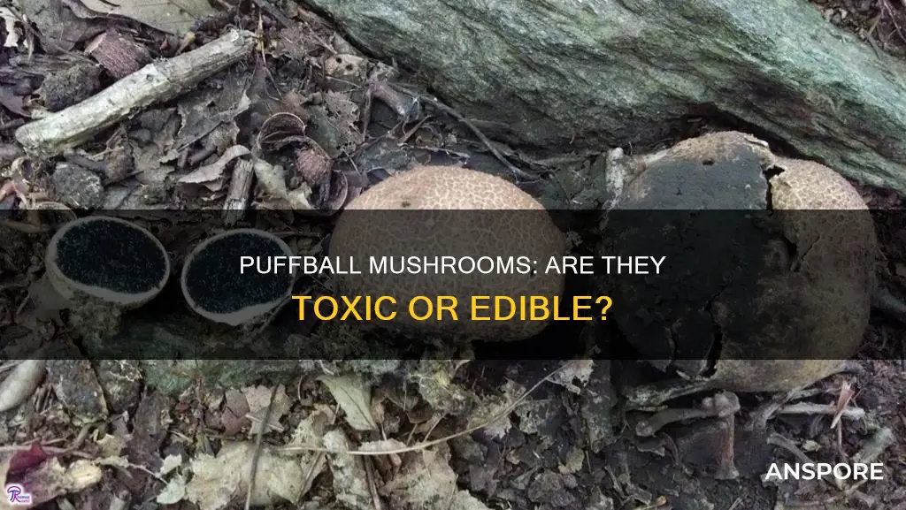 are puffball mushrooms toxic