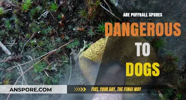 Are Puffball Spores Harmful to Dogs? A Safety Guide