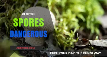 Are Puffball Spores Dangerous? Unveiling the Truth About These Fungi