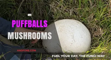 Puffballs: A Unique Type of Mushroom?