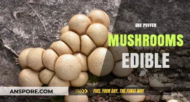Are Puffer Mushrooms Edible? Exploring Safety and Identification Tips