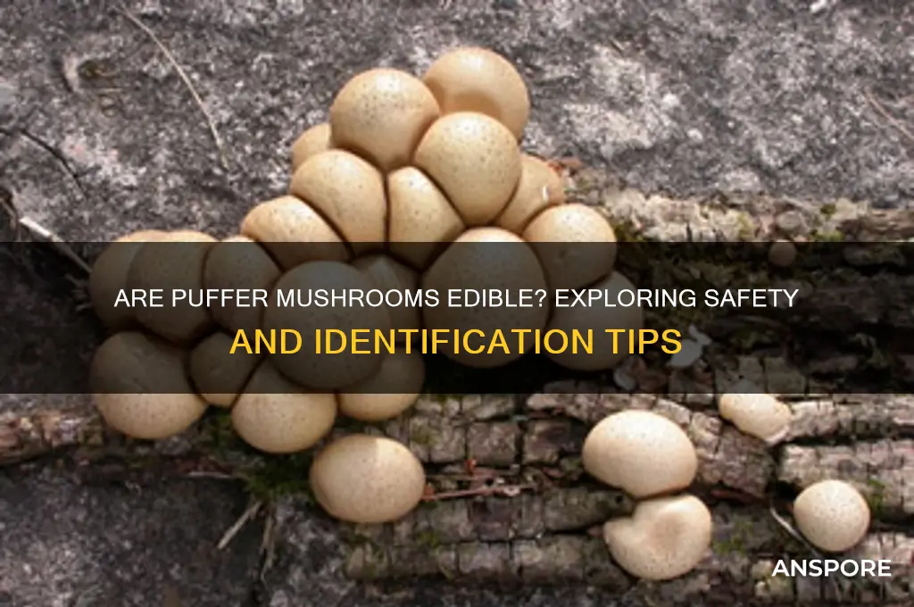 are puffer mushrooms edible