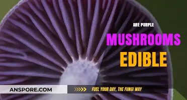 Are Purple Mushrooms Edible? A Guide to Safe Foraging