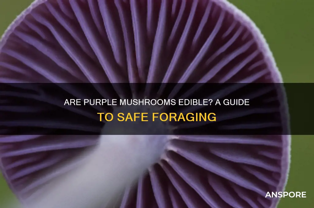 are purple mushrooms edible