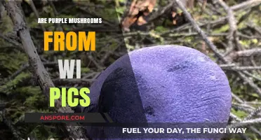 Mushroom Magic: Wisconsin's Purple Fungi