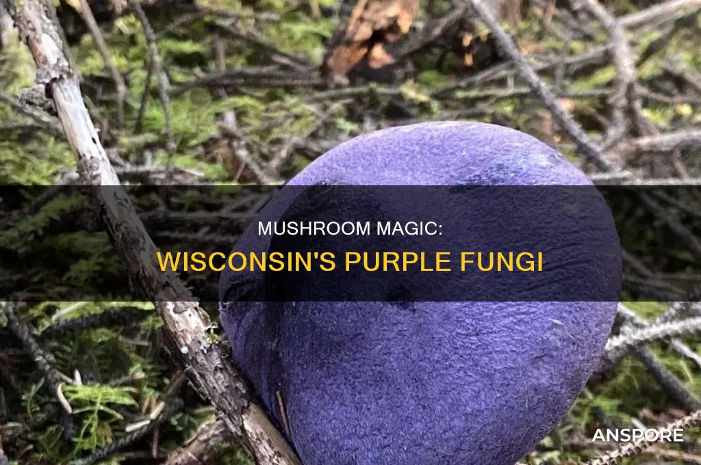 are purple mushrooms from wi pics
