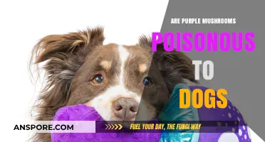 Purple Mushrooms and Dogs: Are They a Toxic Danger?