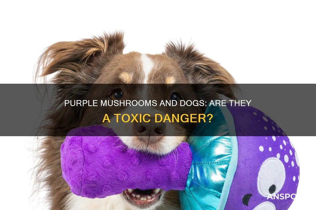 are purple mushrooms poisonous to dogs