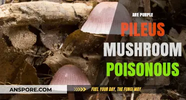 Are Purple Pileus Mushrooms Poisonous? A Comprehensive Guide